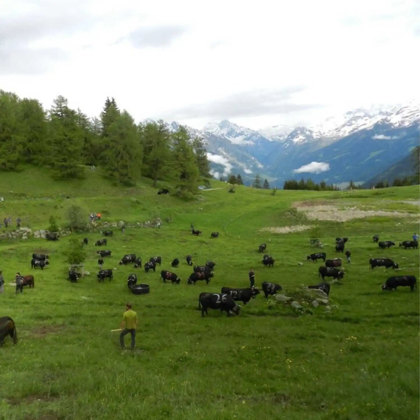 Alpage du col du Lein fromage raclette