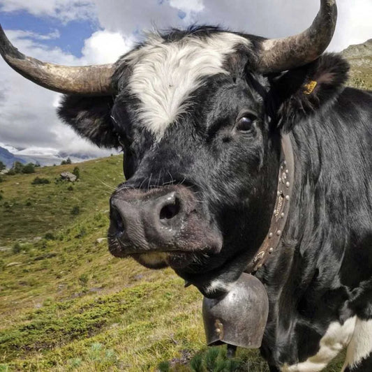 Origine des arômes du fromage à raclette du Valais ? - Misterraclette®