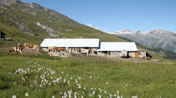 Alpage de Tsalan d'Arbaz