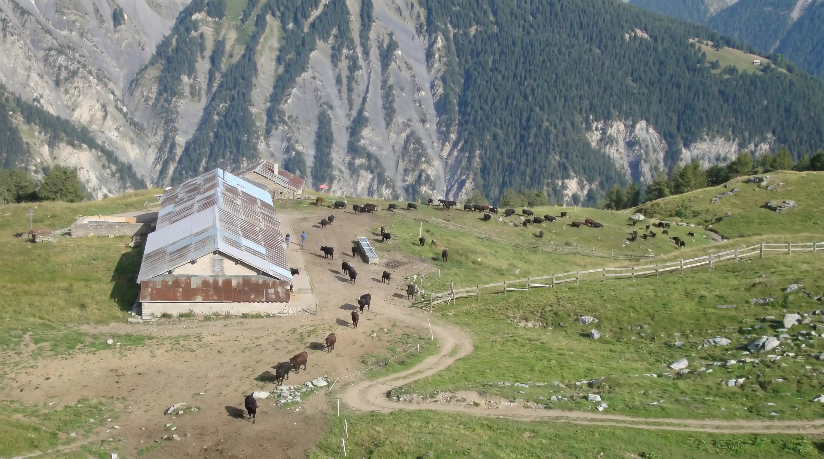 Pointet Alpine Pasture