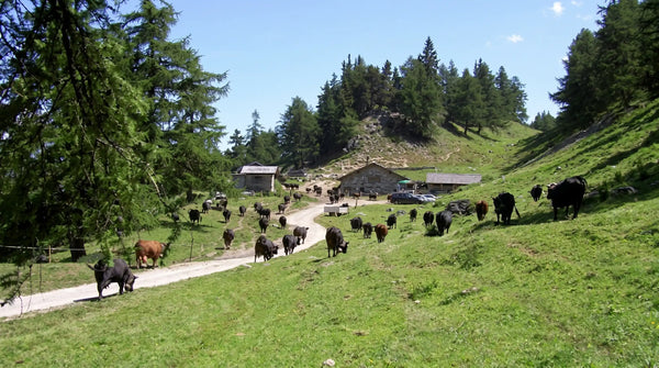 Alpage du Tronc